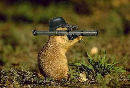 armed-squirrel.jpg