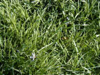 grass-growing.jpg (144307 bytes)
