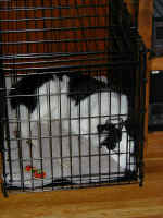 malcolm-den-crate-1.jpg (65277 bytes)